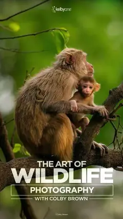 Wildlife documentary channels